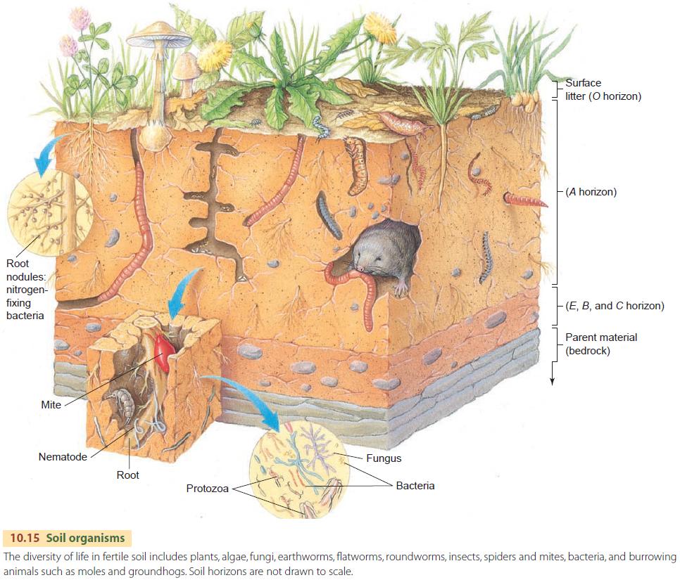 soil-development