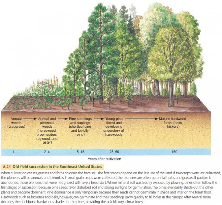 Ecological Succession