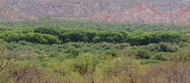 gallery (galeria) forests