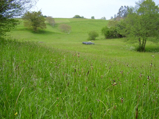 grasslands