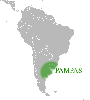 pampas