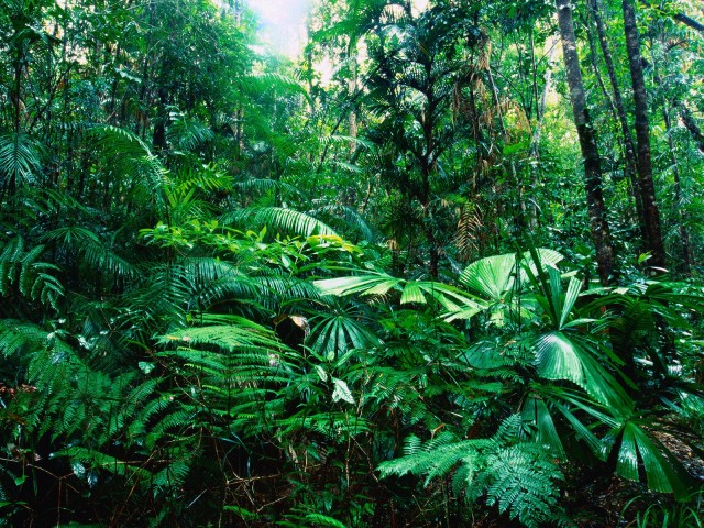 Green Rainforest, The coastal rainforests of northern Calif…