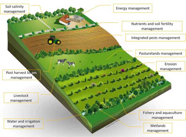 sustainable agriculture