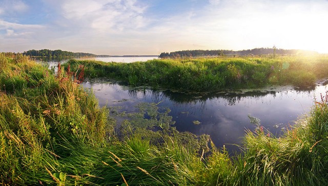 wetlands biome