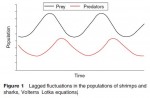 Lagged fluctuations in the populations of shrimps and sharks, Volterra Lotka equations