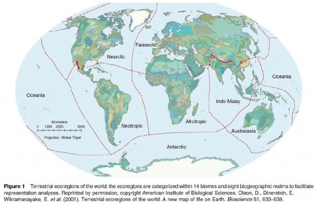 Terrestrial ecoregions of the world; the ecoregions are categorized within 14 biomes and eight biogeographic realms to facilitate representation analyses. Reprinted by permission, copyright American Institute of Biological Sciences.