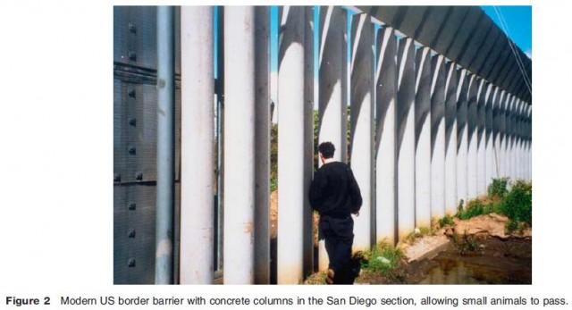 Modern US border barrier with concrete columns in the San Diego section, allowing small animals to pass.
