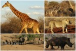 Africa: Animals, Domestic