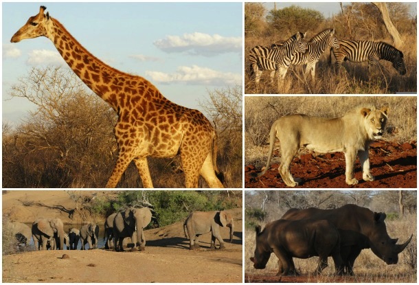 south african animals collage