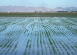 Africa: Irrigation and Flood Control