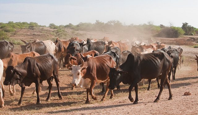 Africa: Livestock Grazing