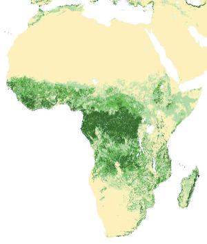Africa: Forests and Forestry