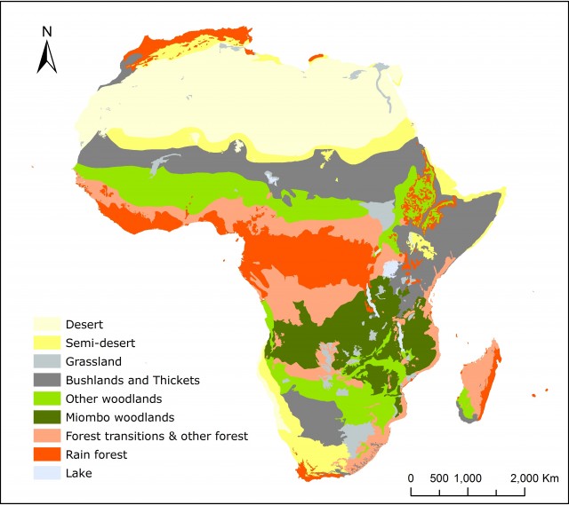 Africa Ecosystem Habitats Animals Endemic Trees Stock, 46% OFF