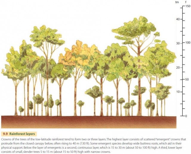 Rainforest layers