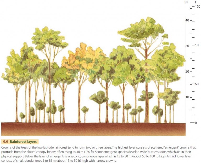 Forest Biome