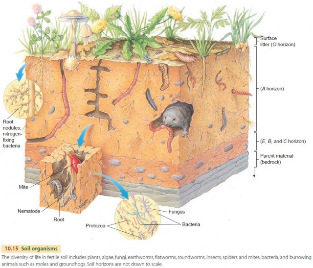 Soil organisms