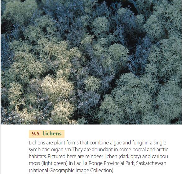 Lichens