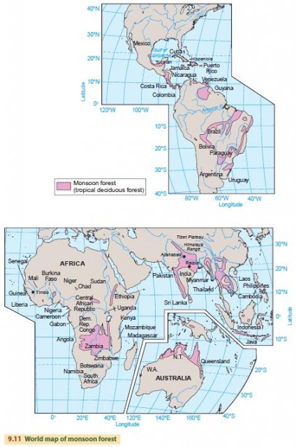 World map of monsoon forest