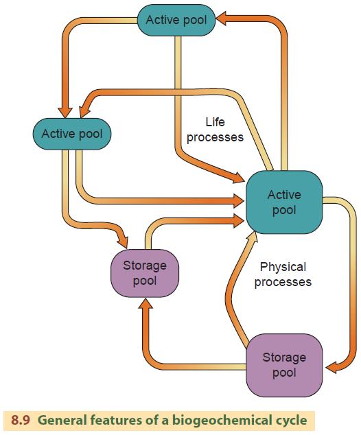 General features of a biogeochemical cycle