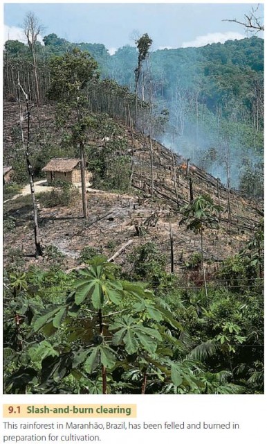 Slash-and-burn clearing