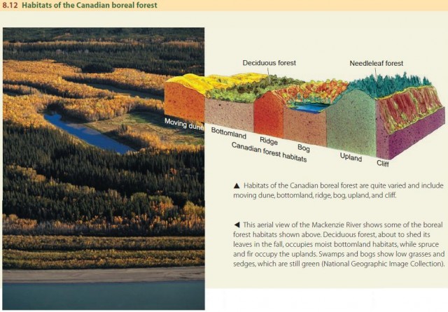 Habitats of the Canadian boreal forest