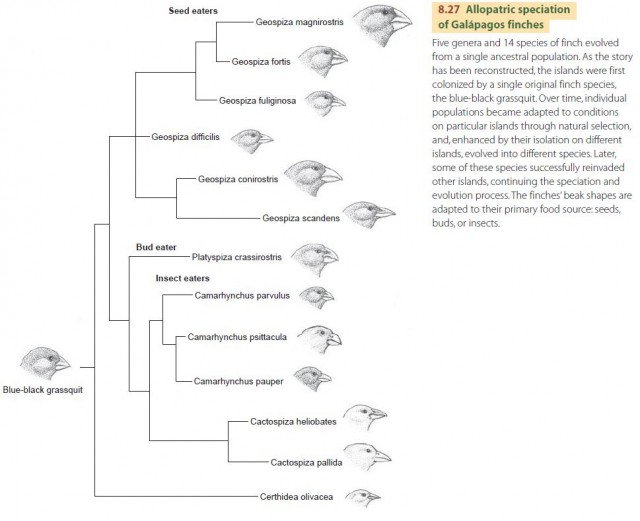 Allopatric speciation of Galapagos finches