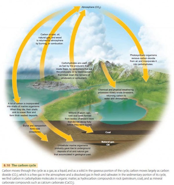 The carbon cycle