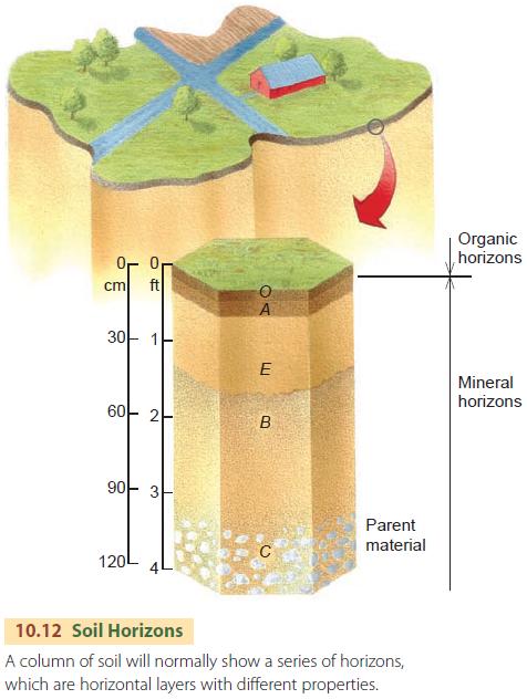 soil profile and soil horizon definition