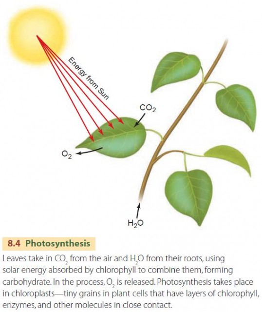 Photosynthesis