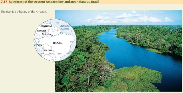 Rainforest of the western Amazon lowland, near Manaus, Brazil