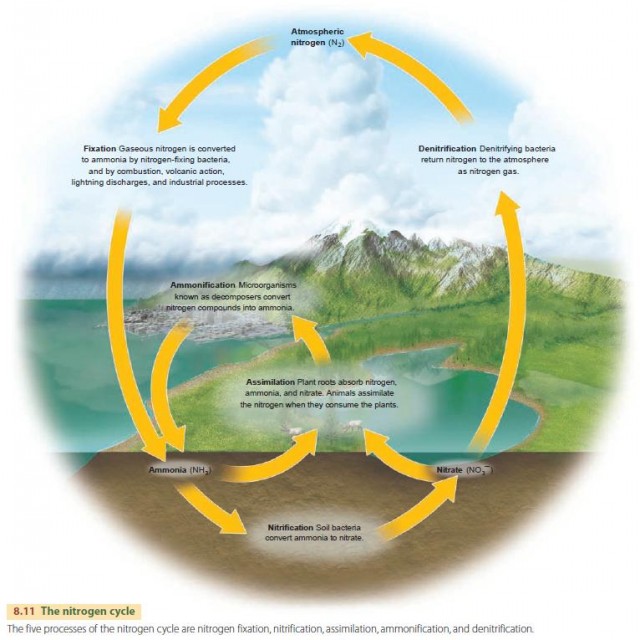 The nitrogen cycle