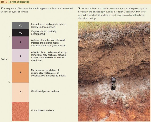Forest soil profile