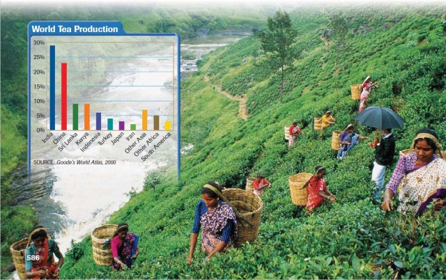 World Tea Production