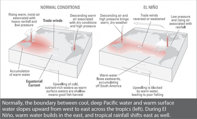 Normally, the boundary between cool, deep Pacific water and warm surface water slopes upward from west to east across the tropics (left). During El Nino, warm water builds in the east, and tropical rainfall shifts east as well.