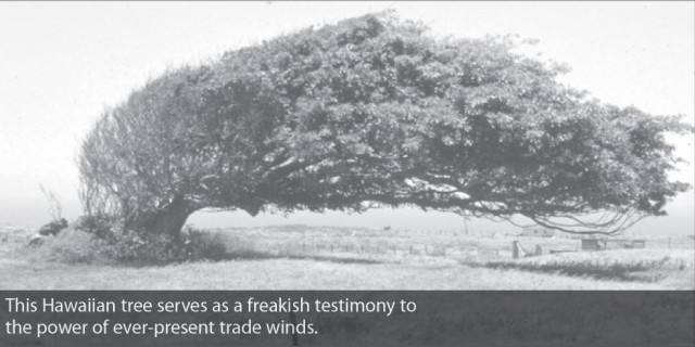 This Hawaiian tree serves as a freakish testimony to the power of ever-present trade winds.