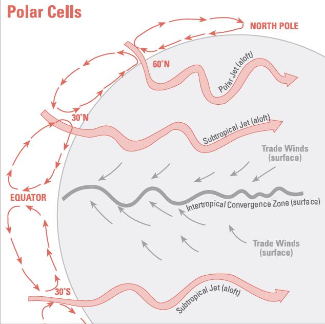 Polar Cells