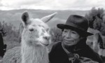 Andean people and their animals are both adapted to high altitude: herder and llama near Cuzco, Peru