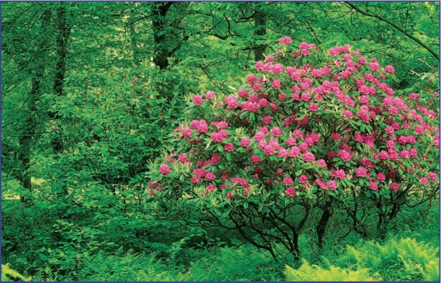 A Catawba rhododendron (Rhododendron catawbiense) growing in the Blue Ridge Mountains of North Carolina. This species is native to the eastern United States, growing mainly in the Appalachian Mountains, and is named after the Catawba tribe of Native Americans. (Adam Jones/Visuals Unlimited)