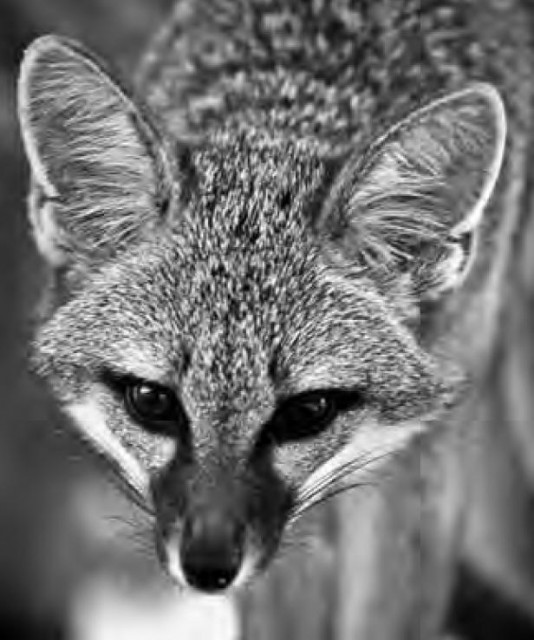 Desert kit foxes are shy, nocturnal creatures that can climb trees, scale boulders, hide in burrows, and go for long periods without a drink of water, relying entirely on moisture in the bodies of the mice, kangaroo rats, and insects they consume. (Peter Aleshire)