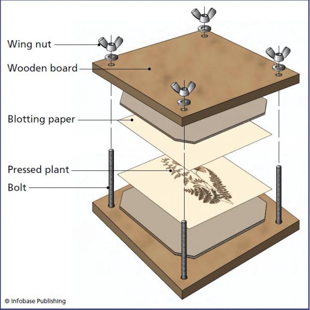 Herbarium specimens are dried and pressed in a single operation by laying each plant between two sheets of absorbent paper such as blotting paper. Several plants are processed together as a stack. They can be pressed between two boards linked by four bolts and wing nuts. The press should be placed somewhere warm to accelerate drying.