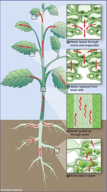 Transpiration is the process by which the evaporation of moisture through leaf stomata generates a pressure that draws up moisture from the soil, through the roots and the plant's xylem vessels.