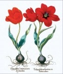 Although they were colorful and attractive, the first tulips to be seen in Europe were much less showy than tulips were to become after many generations of selective breeding. This illustration appeared in Hortus Eystettensis (Eystett’s garden) by Basilius Besler (1561–1629), published in 1613. (Georgette Douwma/Photo Researchers, Inc.)