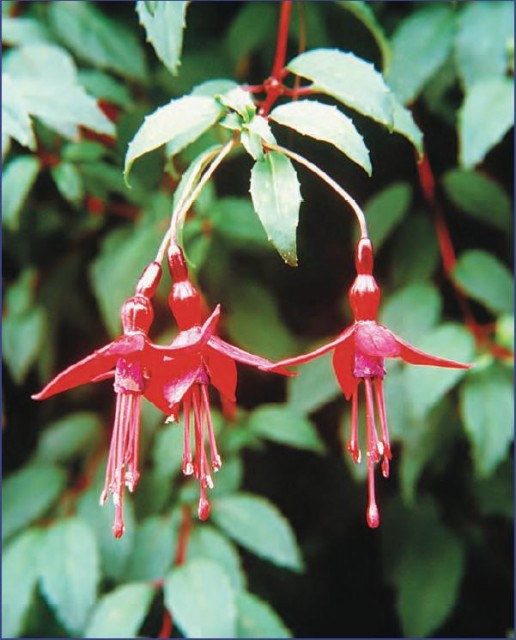 The genus Fuchsia is made up of more than 100 species of plants originally from Central and South America. They are now widely cultivated for their attractive flowers and as hedges, and they have become naturalized in Europe. These fuchsias are growing in a hedgerow near the town of Dingle, in County Kerry, Ireland. (Dennis Flaherty/Photo Researchers, Inc.)