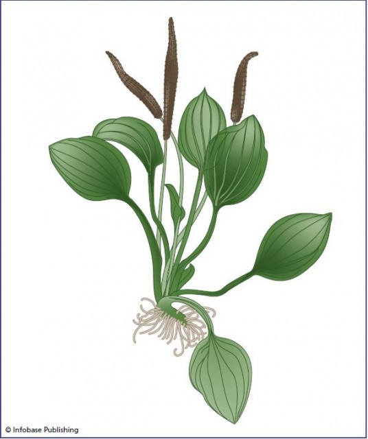 This reproduction of an illustration from De historia stirpium shows how detailed the botanical drawings were in Fuchs's book. In order to show all the parts of the plant, leaves are pushed aside so the plant appears spread out. This plant is Plantago major.