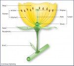 The flower is the reproductive apparatus of every flowering plant. This flower carries both male (stamens) and female (carpel) reproductive organs, enclosed in petals. Flowers of some plants hold either, but not both, male or female organs, and some flowers (e.g., of grasses) have no petals.