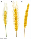 A: The earliest cultivated wheat was einkorn (Triticum monococcum). B: Modern bread wheat (T. aestivum) in its awned (right) and C: unawned forms