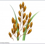 Rice grains develop on a complex, branching arrangement of stems called a panicle.