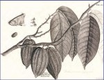Cocoa pods (Theobroma cacao) contain the beans that, after processing, yield cocoa butter and, after most of this has been removed, cocoa powder. This drawing of the pods is from A Voyage to the Islands Madera, Barbados, Nieves, S. Christophers and Jamaica, with the Natural History of the Herbs and Trees, Four-footed Beasts, Fishes, Birds, Insects, Reptiles, &c. Of the last of those ISLANDS by Hans Sloane (1660–1753), in two volumes published in 1707 and 1725. (The British Museum)