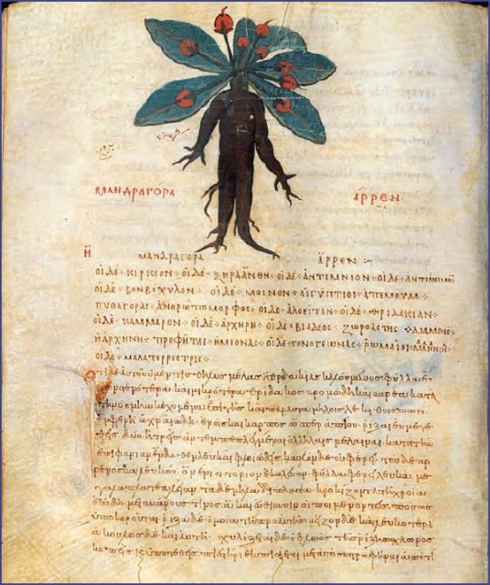 Mandrake (Mandragora officinarum) is seen here on a page from an illustrated Greek edition of De materia medica by Pedanius Dioscorides published in Constantinople in the mid- 13th century. Dioscorides described sleeping potions made from this plant and used as a surgical anaesthetic. (The Pierpont Morgan Library/Art Resource)