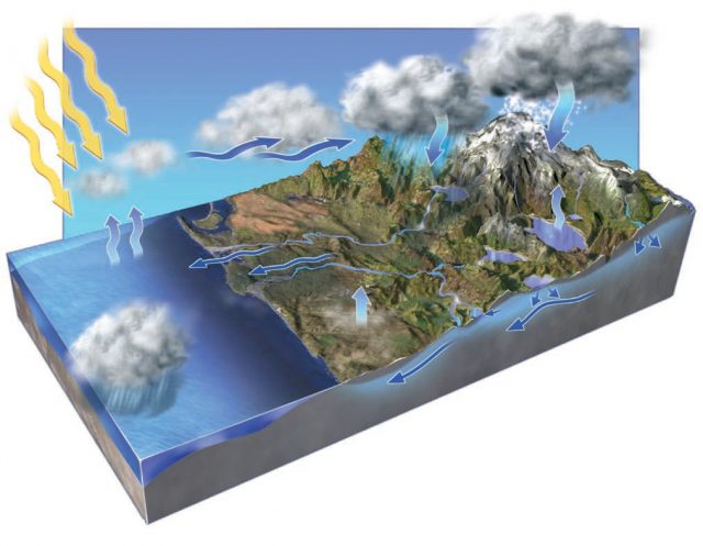 which direction does water move through sponge canals